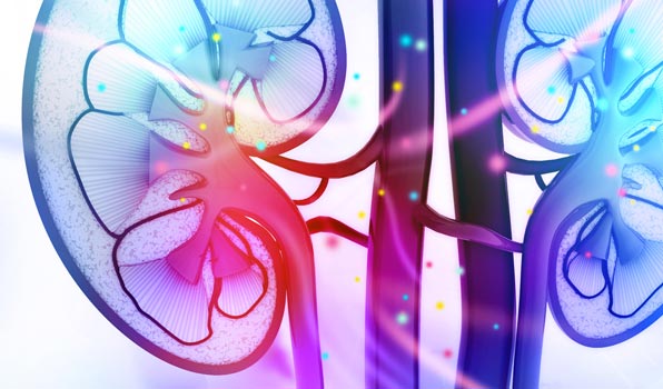 Pharmacokinetics and Pharmacodynamics Studies