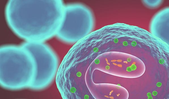 Preclinical Pharmacology Studies