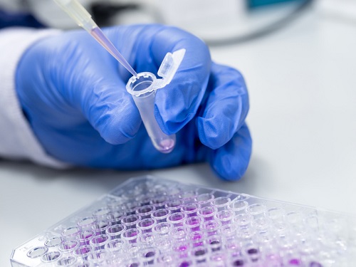PCR helps bridge the gap between early discovery and clinical application by providing molecular-level evidence of how therapies behave in the body.