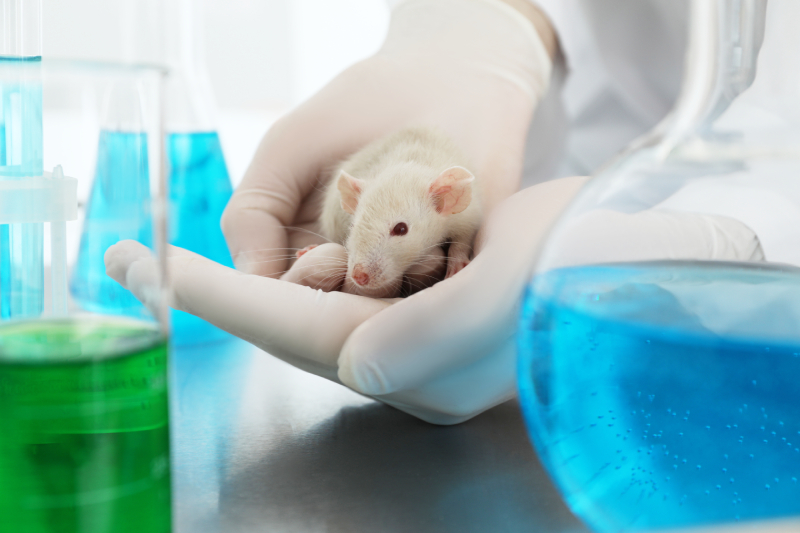 Safety factors are used to manage uncertainty in predicting human risk from animal toxicology studies